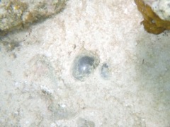 Sea Pearl Algae (1